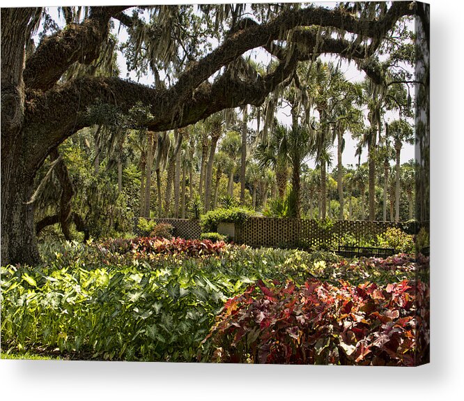 Live Oak Trees Acrylic Print featuring the photograph Caladium under the Oaks by Sandra Anderson
