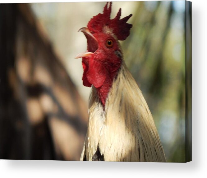 Rooster Chicken Wildlife Animals Birds Alert Warning Signal Habitat Acrylic Print featuring the photograph Call To Attention by Jan Gelders