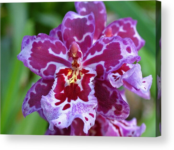 Georgia Acrylic Print featuring the photograph Cambria Orchid by Juergen Roth