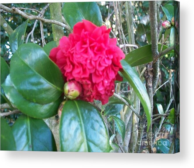 Camellia Acrylic Print featuring the photograph Camellia by Seaux-N-Seau Soileau