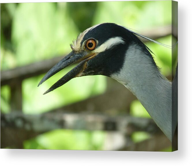 Bird Acrylic Print featuring the photograph Can We Be Friends by Jeanette Oberholtzer
