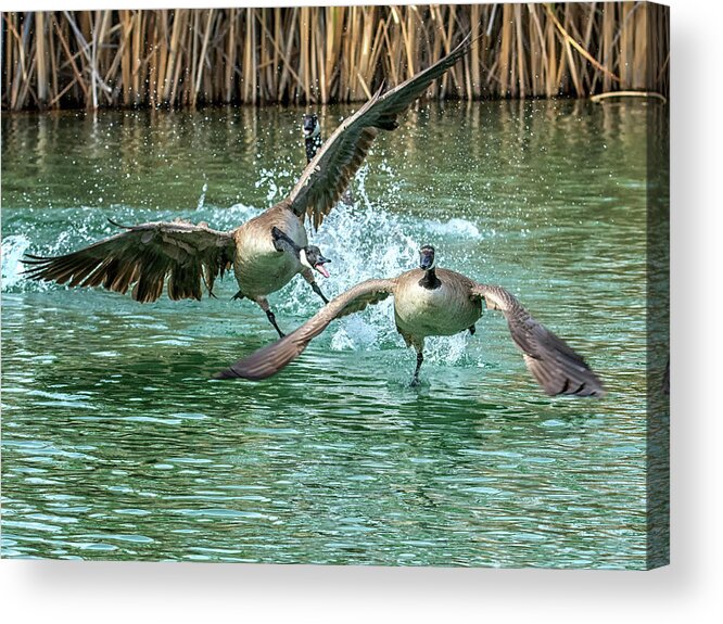 Canada Acrylic Print featuring the photograph Canada Geese Chase 4906 by Tam Ryan