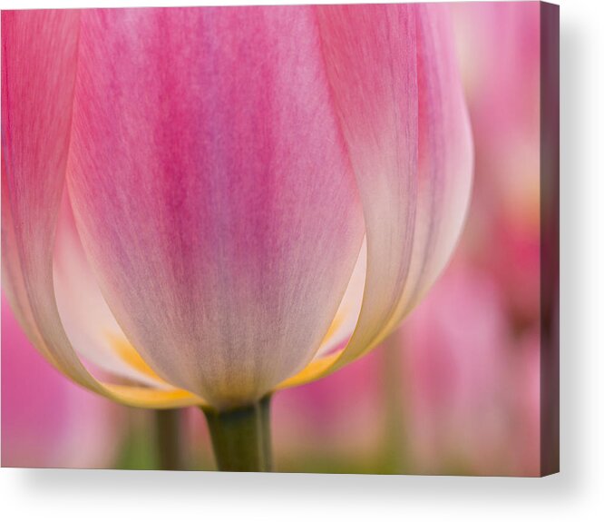 Beauty Acrylic Print featuring the photograph Candle Light by Eggers Photography