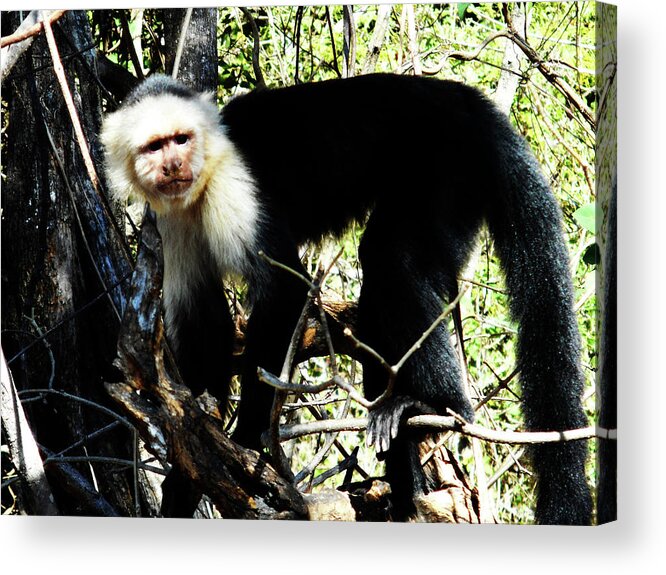  Costa Rico Acrylic Print featuring the photograph Capuchin Monkeys 19 by Ron Kandt