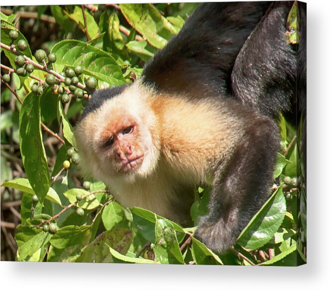 Capuchine Monkey Acrylic Print featuring the photograph Capuchine 1 by Jessica Levant