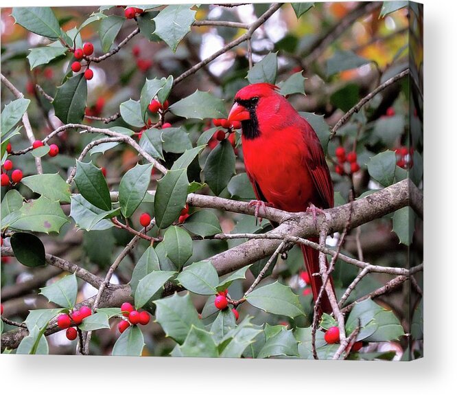 Male Cardinal Acrylic Print featuring the photograph Cardinal in Holly Tree by Linda Stern