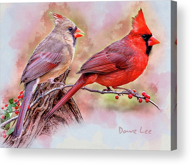 Cardinals Acrylic Print featuring the mixed media Cardinals - Beloved Songbirds by Dave Lee