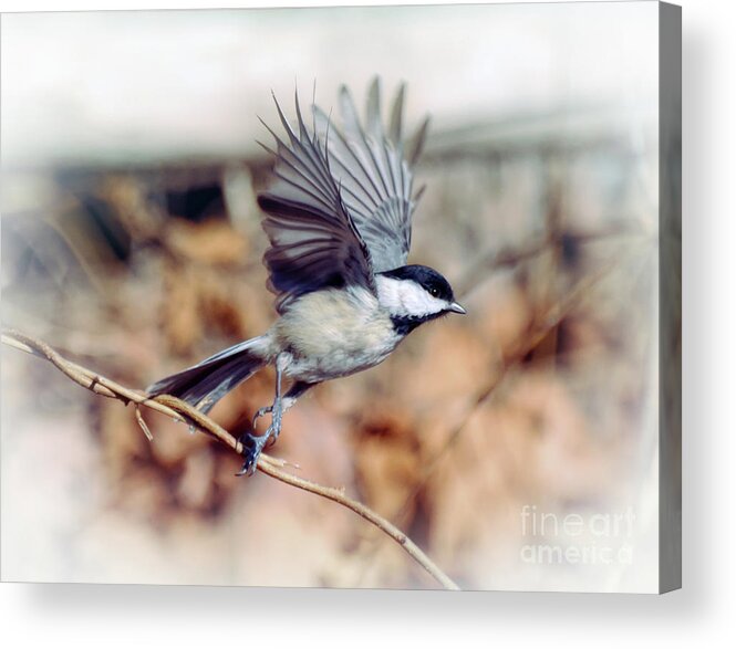 Carolina Chickadee Acrylic Print featuring the photograph Carolina Chickadee - Come Fly With Me by Kerri Farley