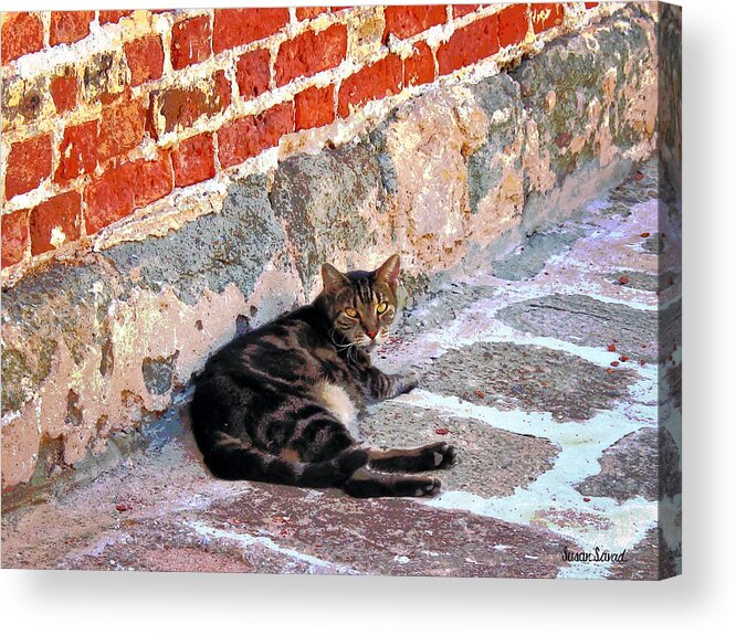 Cats Acrylic Print featuring the photograph Cat Against Stone by Susan Savad
