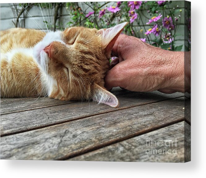 Head Acrylic Print featuring the photograph Happy cat by Patricia Hofmeester