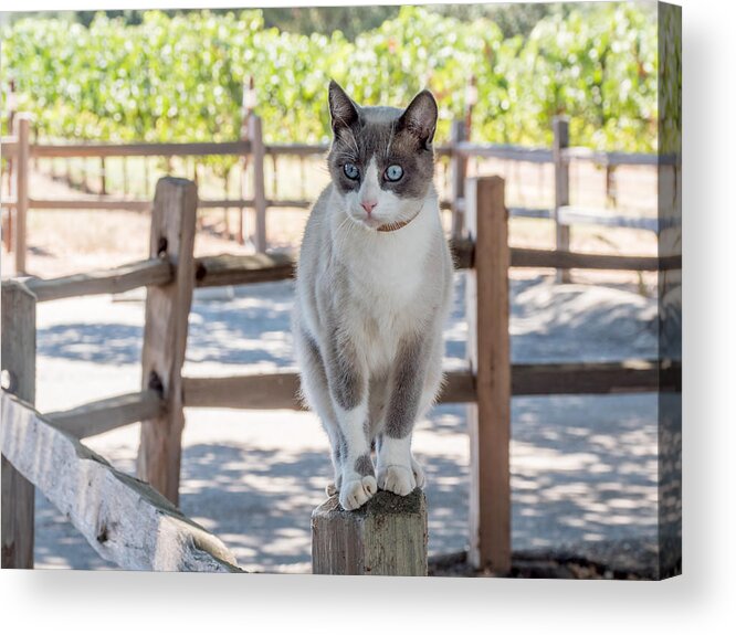 Cat Acrylic Print featuring the photograph Cat on a Wooden Fence Post by Derek Dean