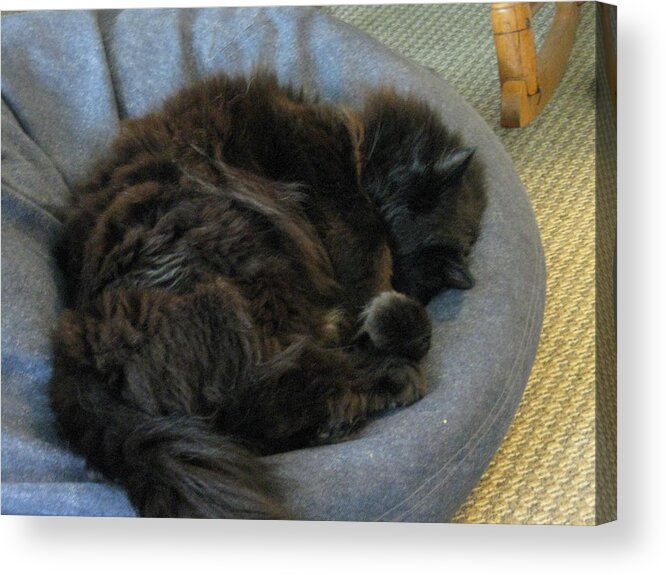 Cat Acrylic Print featuring the photograph Cat sleeping eyes covered by AJ Brown