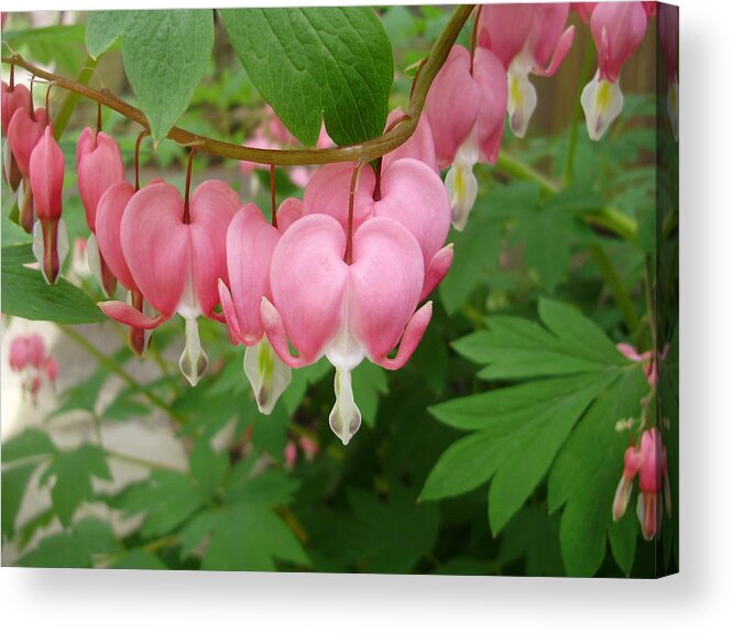 Flowers Acrylic Print featuring the photograph Catalina's Hearts by Anjel B Hartwell