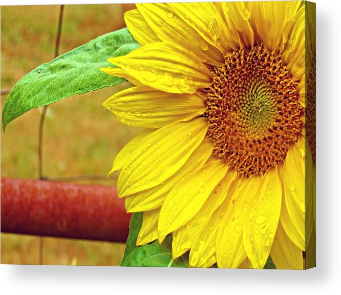 Nature Acrylic Print featuring the photograph Catching Summer Rain by KATIE Vigil
