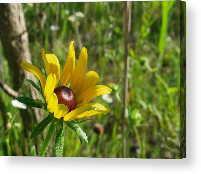 Nature Acrylic Print featuring the photograph Catching the Afternoon Sun by Peggy King