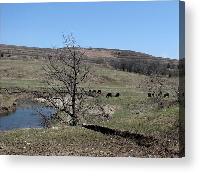 Cattle Acrylic Print featuring the photograph Cattle Along Deep Creek by Keith Stokes