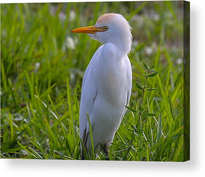 Cattle Egret Acrylic Print featuring the photograph Cattle Egret by Dart Humeston