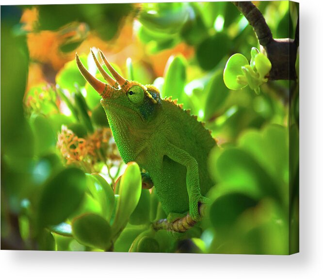 Chameleon Acrylic Print featuring the photograph Chameleon King by Christopher Johnson