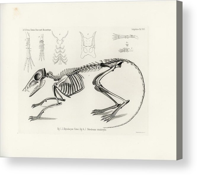 Osteology Acrylic Print featuring the drawing Checkered Elephant Shrew skeleton by W Wagenschreiber
