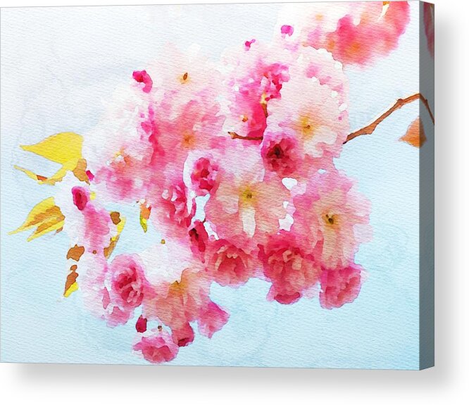 Cherry Blossoms Acrylic Print featuring the painting Cherry Blossoms by Watercolor