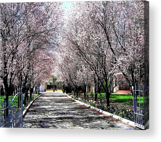 Nevada Acrylic Print featuring the photograph Cherry Blossoms by Will Borden