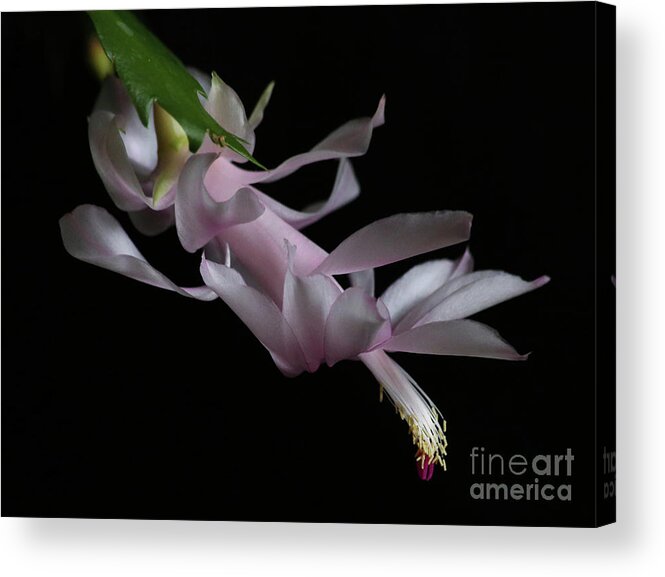 Christmas Cactus Acrylic Print featuring the photograph Christmas Cactus by Marty Fancy
