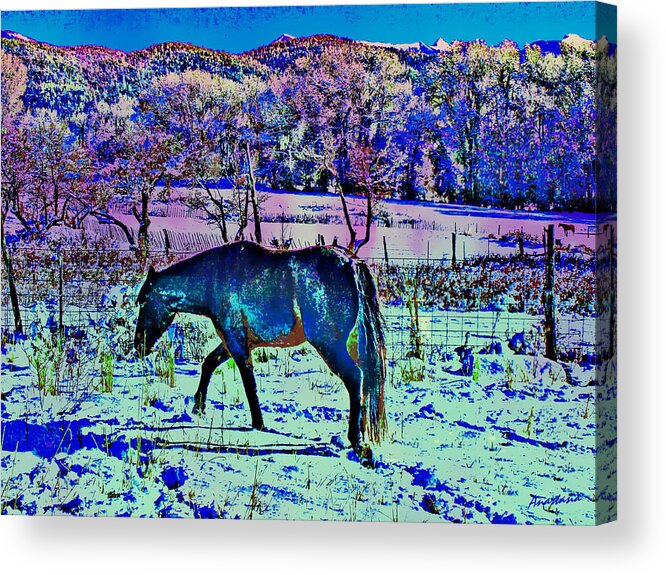 Horse In Snow Acrylic Print featuring the photograph Christmas Roan El Valle IV by Anastasia Savage Ealy
