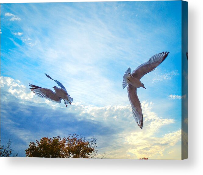 Landscapes Acrylic Print featuring the photograph Circling Wings by Glenn Feron