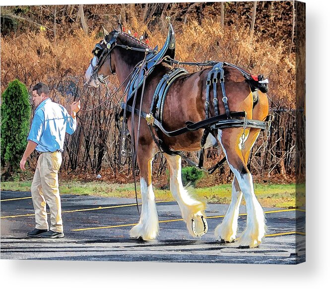 Clydesdales Acrylic Print featuring the photograph Clydesdale by Constantine Gregory