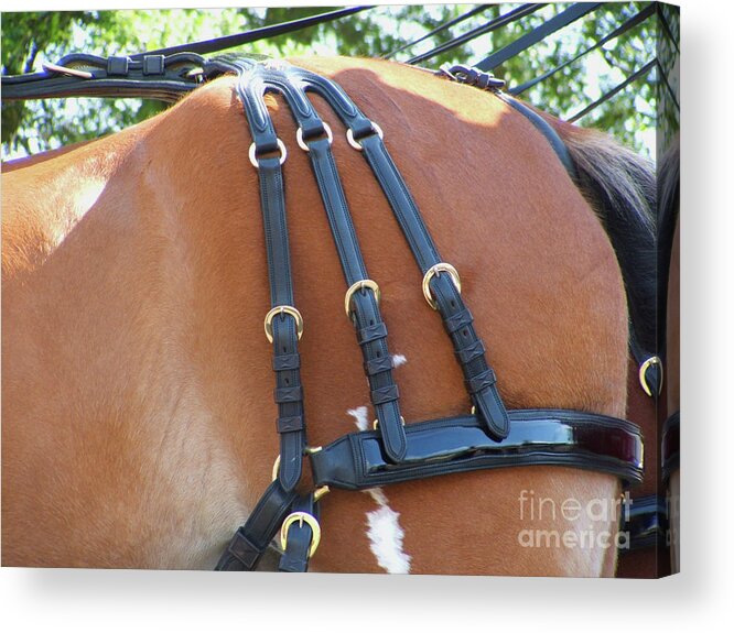 Breed Acrylic Print featuring the photograph Clydesdale Tack by Rich Collins