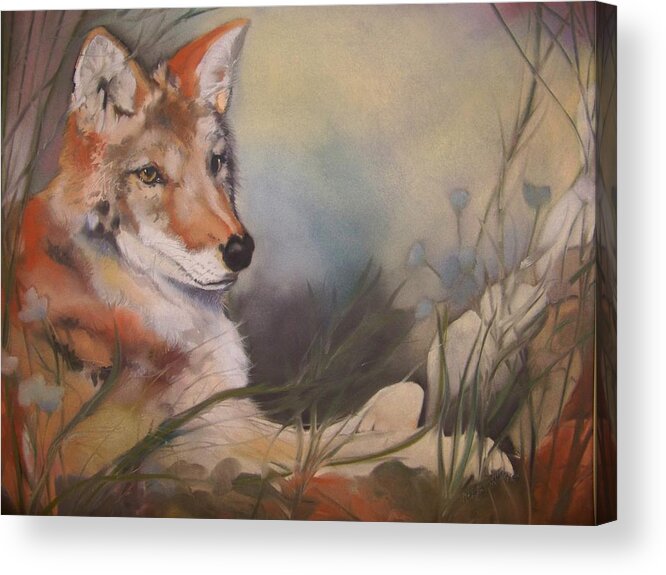 Coyote Acrylic Print featuring the pastel Cody by Marika Evanson