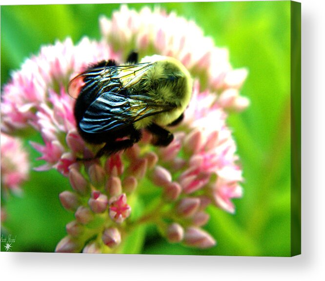 Bee Acrylic Print featuring the photograph Collecting Pollen 2 by Scott Hovind