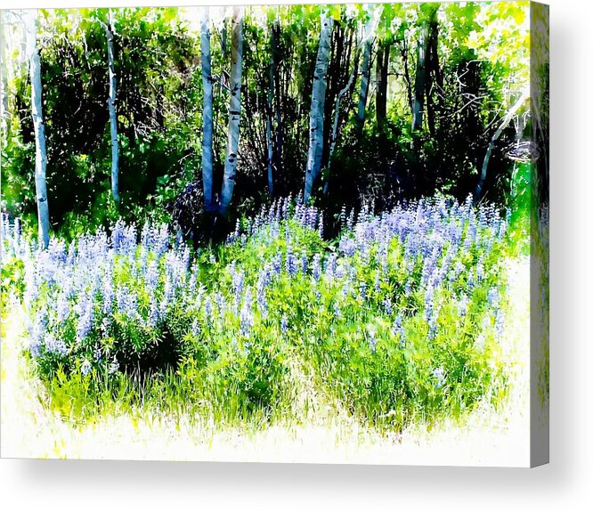 United States Acrylic Print featuring the photograph Colorado Apens and Flowers by Joseph Hendrix