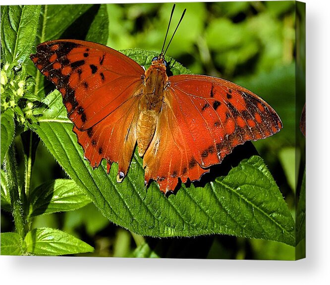 Butterfly Acrylic Print featuring the photograph Common Leopard by Barbara Zahno