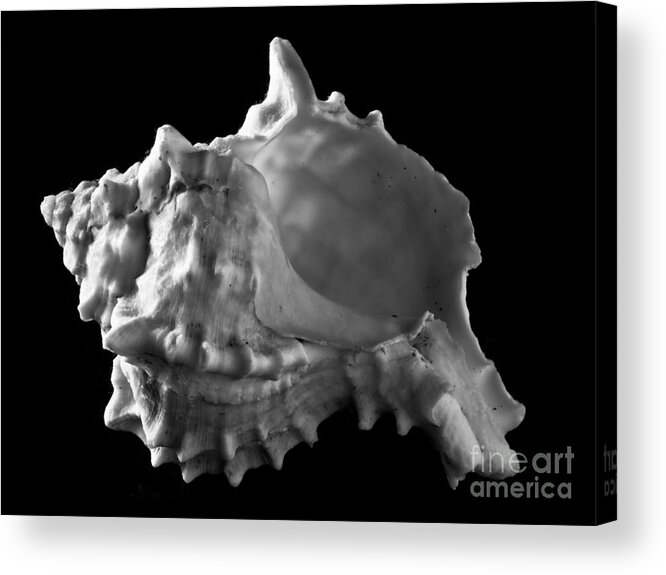 Seashell Acrylic Print featuring the photograph Conch Shell Profile by Ana V Ramirez