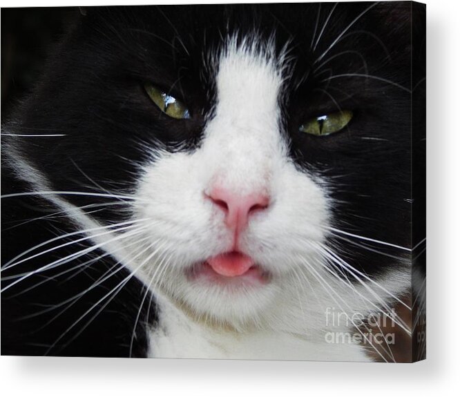Cat Feline Pet Animal Mammal Nature Whiskers Tongue Comical Funny Care Love Black White Cat-eyes Emotion Acrylic Print featuring the photograph Contentment by Jan Gelders