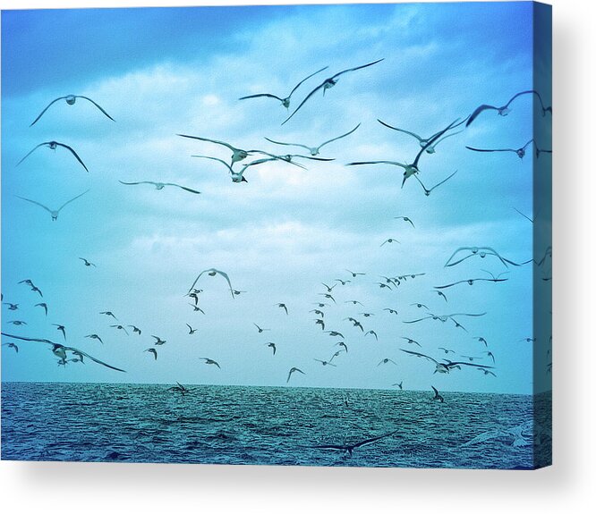 Bird Acrylic Print featuring the photograph Cool Blue Seagull Flight by Aimee L Maher ALM GALLERY