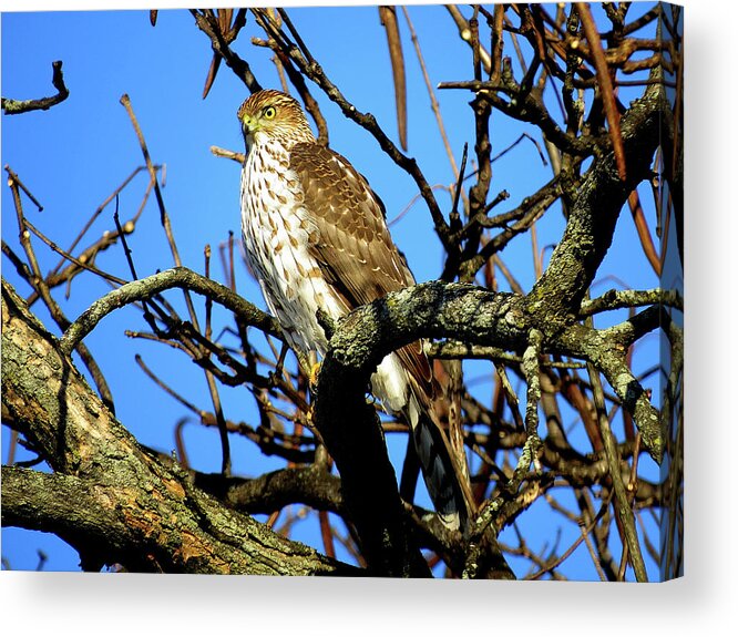 Cooper's Hawk Acrylic Print featuring the photograph Cooper's Hawk Keeping Watch by Linda Stern