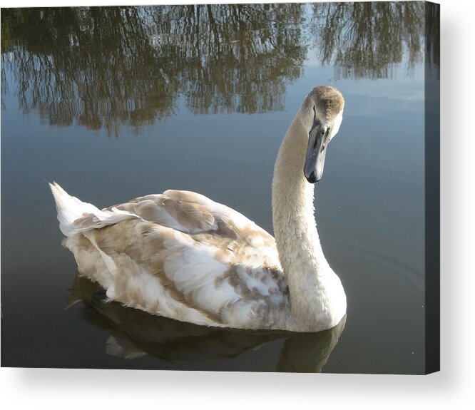 Cornwall Acrylic Print featuring the photograph Cornwall Swan by Annette Hadley