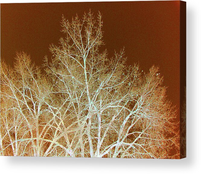 Cottonwoods Acrylic Print featuring the photograph Cottonwood Calligraphy by Cris Fulton