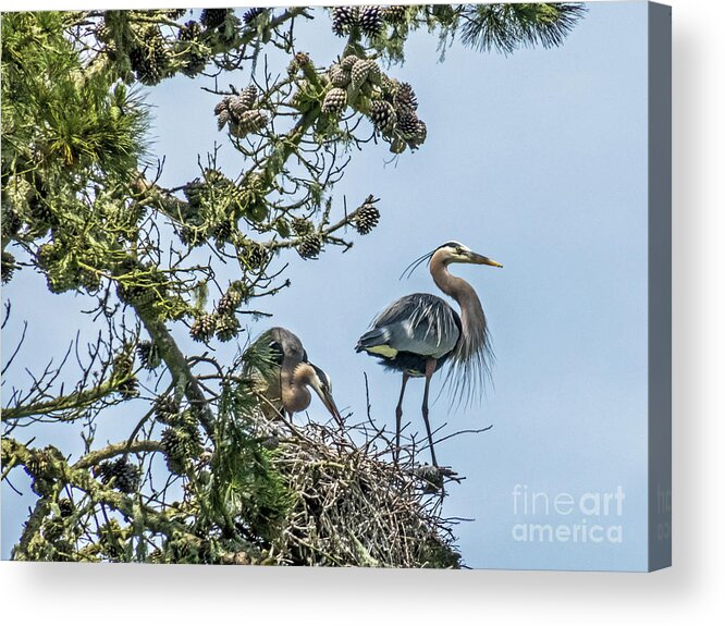 Great Blue Heron Acrylic Print featuring the photograph Great Blue Heron Couple by Kate Brown