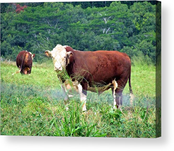 Cows Acrylic Print featuring the painting Cow Today by Angela Annas