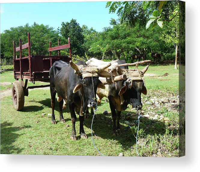 Photography Acrylic Print featuring the photograph Cows and Cart by Francesca Mackenney