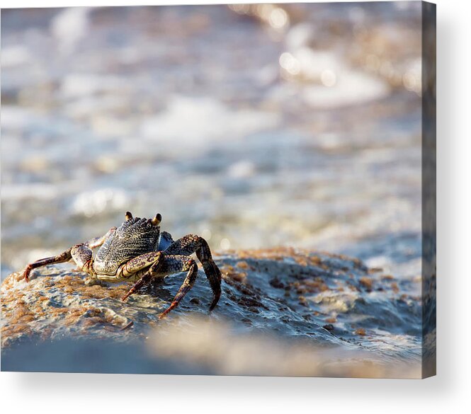 Crab Acrylic Print featuring the photograph Crab Looking for Food by David Buhler
