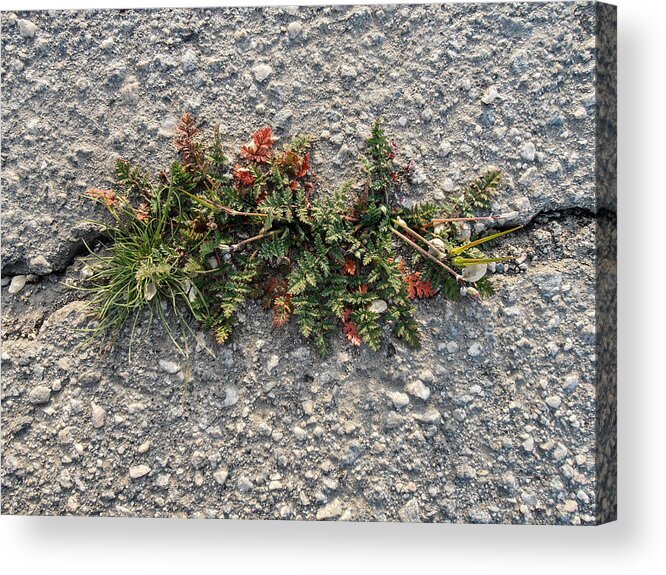 Weeds Acrylic Print featuring the photograph Crack Corsage by Stan Magnan