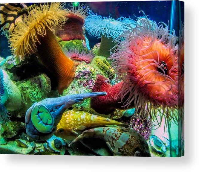 Aquarium Acrylic Print featuring the photograph Creatures of the Aquarium by Lynn Bolt