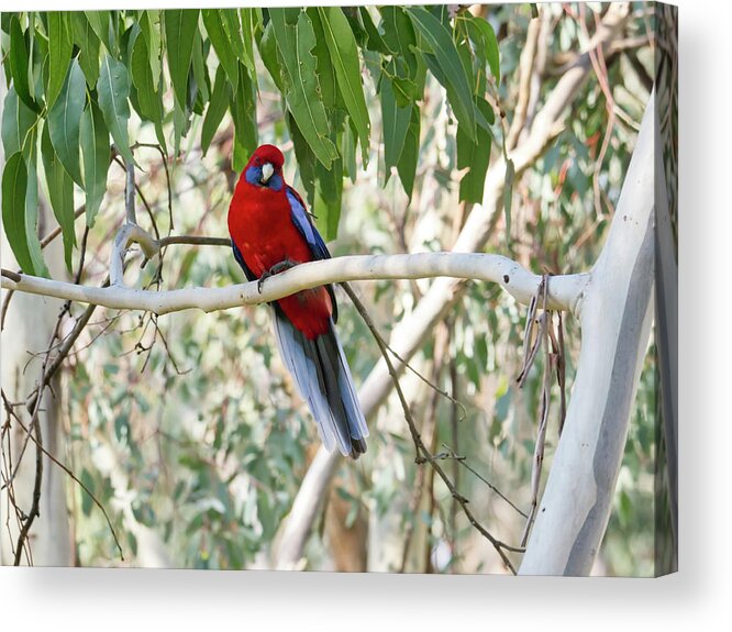 Bird Acrylic Print featuring the photograph Crimson Rosella 4 - Canberra - Australia by Steven Ralser