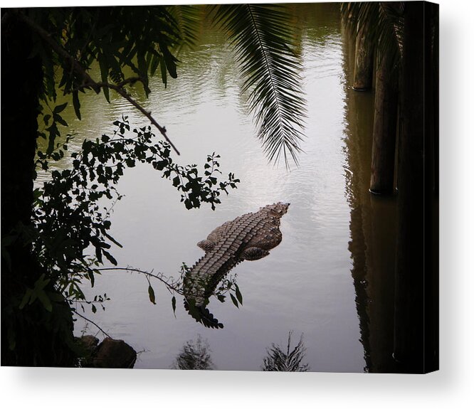 Croco Acrylic Print featuring the photograph Croco by Are Lund