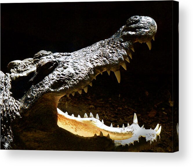 Reptile Acrylic Print featuring the photograph Crocodile by Scott Hovind