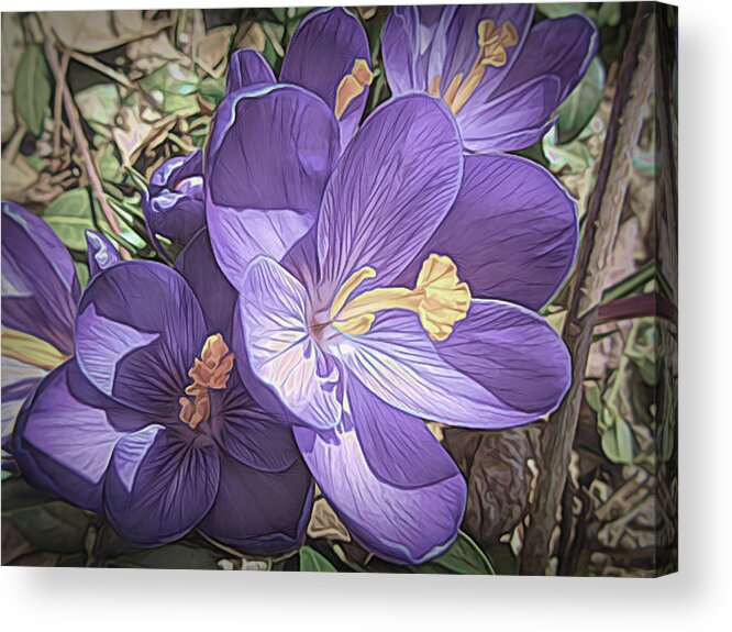 Floral Acrylic Print featuring the mixed media Crocus Soft and Pretty by Susan Lafleur